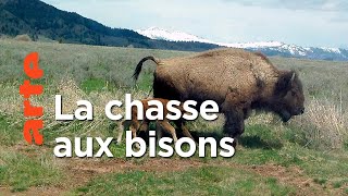 Documentaire Bisons, les doux géants du Montana