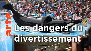 Blackfish, l'orque tueuse