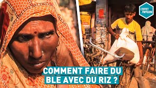 Comment faire du blé avec du riz ?