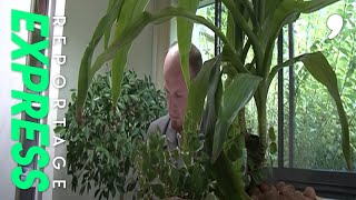 Documentaire Dépolluer son intérieur par les plantes