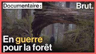 Documentaire En guerre pour la forêt : sur le front à Fairy Creek