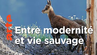 Innsbruck sauvage