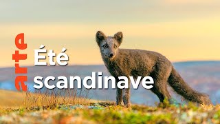 Jours polaires en Scandinavie
