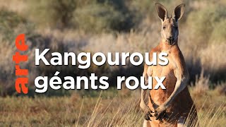 Documentaire L’Australie sauvage