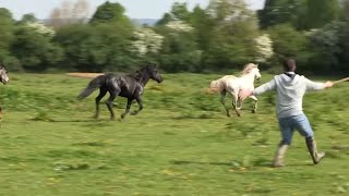 Documentaire La SPA lutte pour récupérer des chevaux sauvages
