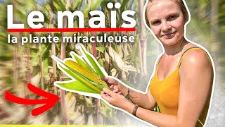 La véritable histoire du maïs