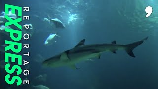 Documentaire Le boom des aquariums