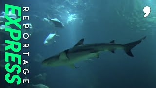 Le boom des aquariums