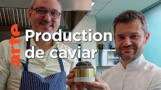 Documentaire Le caviar, l’or noir de l’Italie