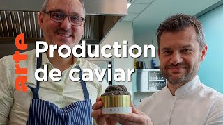 Le caviar, l’or noir de l’Italie