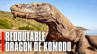 Documentaire Le dragon de Komodo, prédateur hors du commun