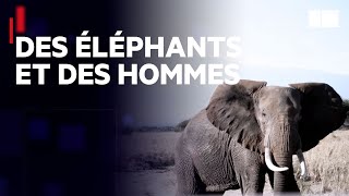 Documentaire Le retour des éléphants