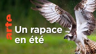 Le retour du balbuzard pêcheur