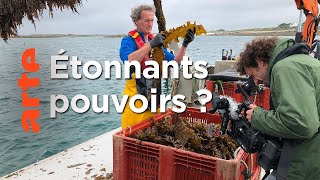 Les algues vont-elles sauver la planète ?