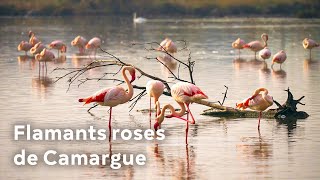 Les flamants roses des salins de Camargue