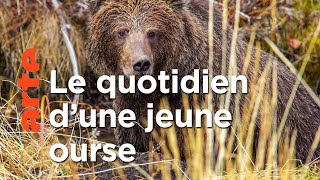 Les grizzlis du Yukon