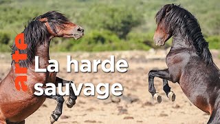 Documentaire Libres chevaux de Sardaigne