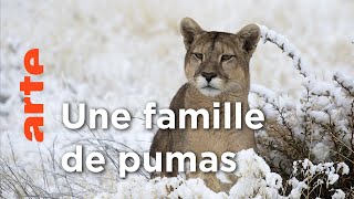 Documentaire Naissance | Pumas, les seigneurs des Andes (1/2)