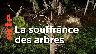 Documentaire Pouvons-nous sauver les arbres ? | 42, la réponse à presque tout