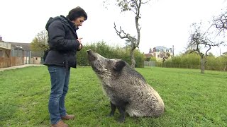 Documentaire Quand les animaux deviennent des stars du cinéma