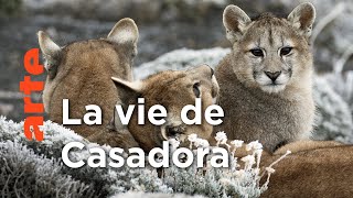 Documentaire Renaissance | Pumas, les seigneurs des Andes (2/2)