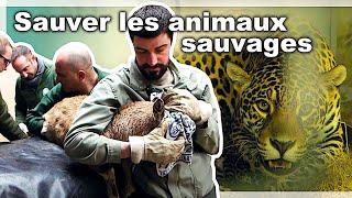 Sauveteurs d’animaux sauvages