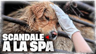 Scandale à la SPA