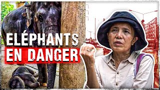 Documentaire Thaïlande, le sanctuaire des éléphants