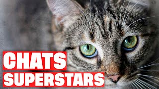 Documentaire Tous fous de chats !