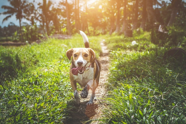 Ce qu’il faut savoir pour choisir des croquettes bio pour chien