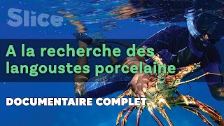 A la recherche des Langoustes porcelaine