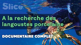 Documentaire A la recherche des Langoustes porcelaine