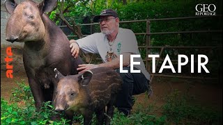 Documentaire Le tapir, jardinier des forêts tropicales