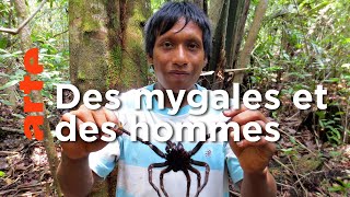 Venezuela, chasseurs de mygales