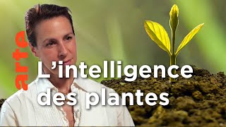 Documentaire Les plantes sont-elles des animaux comme les autres ?