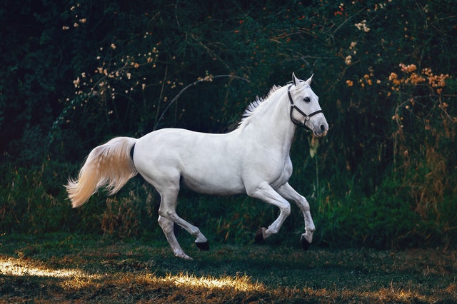 Les produits naturels pour chevaux