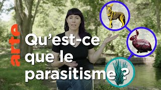 À quoi servent les parasites ?