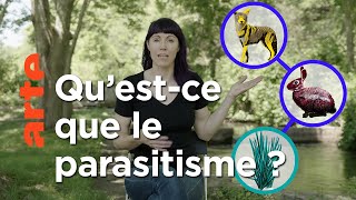 Documentaire À quoi servent les parasites ?