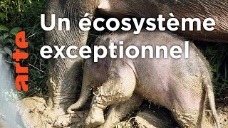 Bornéo | La fabuleuse histoire de l‘évolution (2/6)