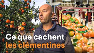Documentaire Clémentines, les secrets du fruit fétiche de l’hiver