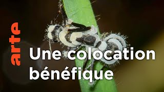 Cohabitation à risque | Au royaume des fourmis (2/2)