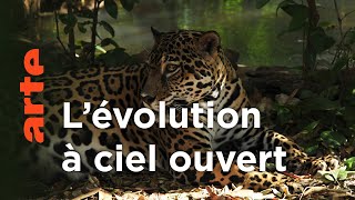 Documentaire Costa Rica | La fabuleuse histoire de l‘évolution (4/6)