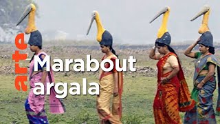 Inde, la brigade des cigognes