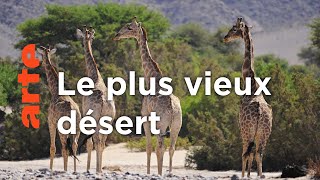 Documentaire Le désert du Namib | La fabuleuse histoire de l‘évolution (5/6)