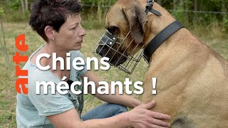 Les molosses attaquent