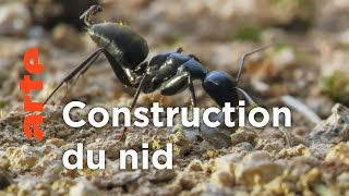 Documentaire Naissance d’une fourmilière | Au royaume des fourmis (1/2)