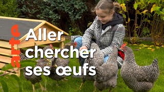 Quand les poules pondeuses deviennent citadines