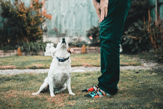 Comment empêcher son chien d’aboyer ?