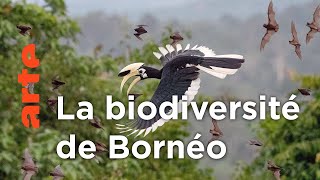 Bornéo, la forêt sacrée | Les derniers paradis sauvages (1/6)