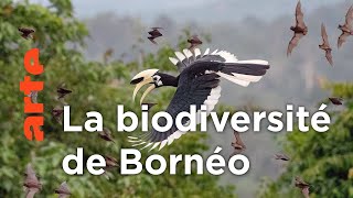 Documentaire Bornéo, la forêt sacrée | Les derniers paradis sauvages (1/6)